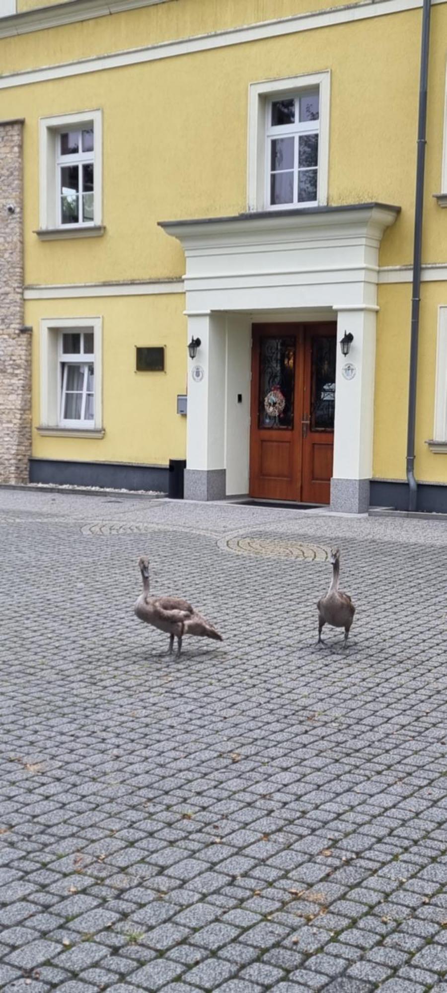 Palac Lucja Bb Zakrzów المظهر الخارجي الصورة
